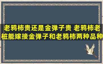 老鸦柿贵还是金弹子贵 老鸦柿老桩能嫁接金弹子和老鸦柿两种品种吗